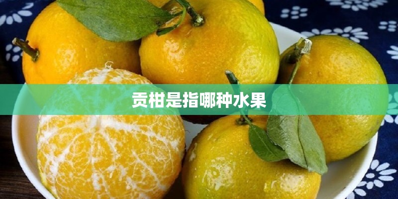 贡柑是指哪种水果