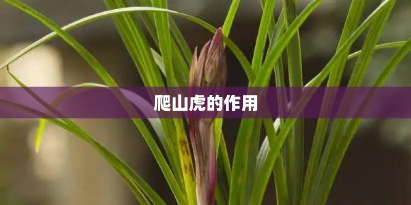 爬山虎的作用