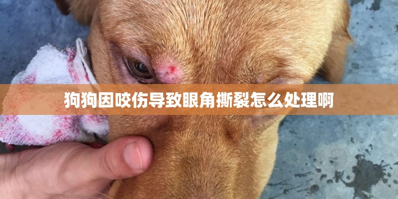 狗狗因咬伤导致眼角撕裂怎么处理啊