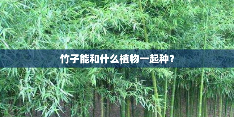 竹子能和什么植物一起种? 竹子能和什么植物一起种?