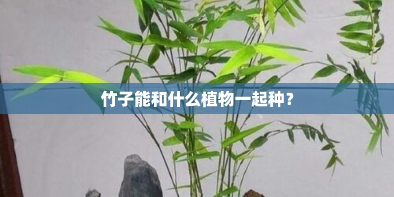 竹子能和什么植物一起种? 竹子能和什么植物一起种?