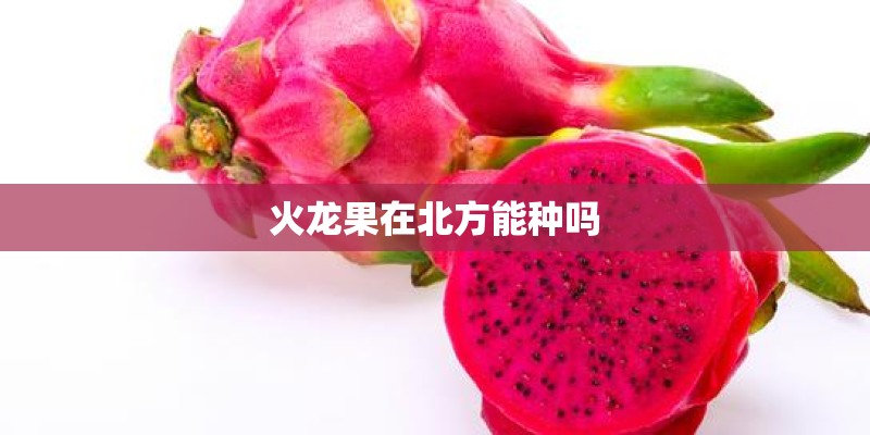 火龙果在北方能种吗