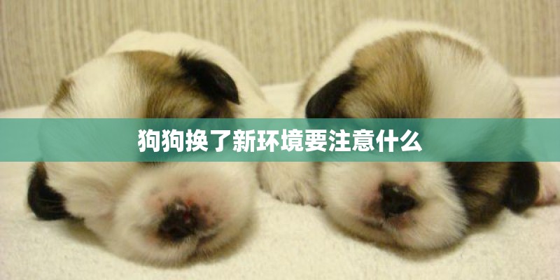 狗狗换了新环境要注意什么