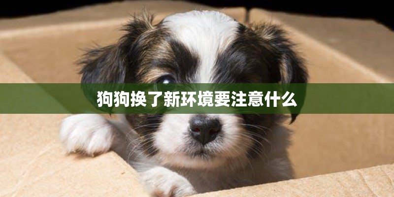 狗狗换了新环境要注意什么