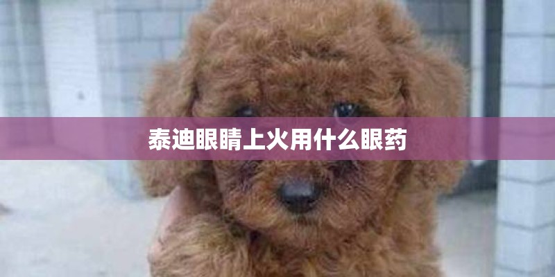 泰迪眼睛上火用什么眼药