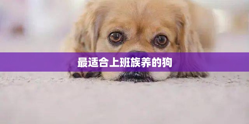 最适合上班族养的狗 最适合上班族养的狗
