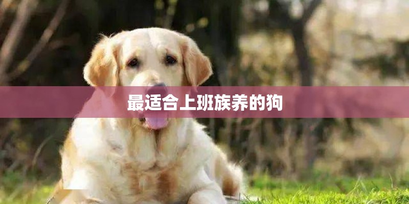 最适合上班族养的狗 最适合上班族养的狗