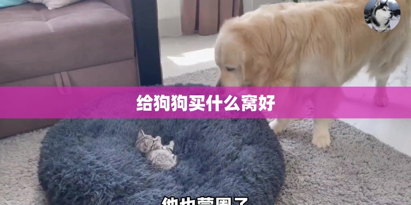 给狗狗买什么窝好