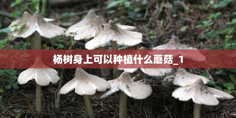 杨树身上可以种植什么蘑菇_1 杨树身上可以种植什么蘑菇_1