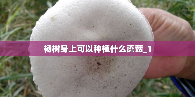 杨树身上可以种植什么蘑菇_1 杨树身上可以种植什么蘑菇_1