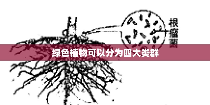 绿色植物可以分为四大类群