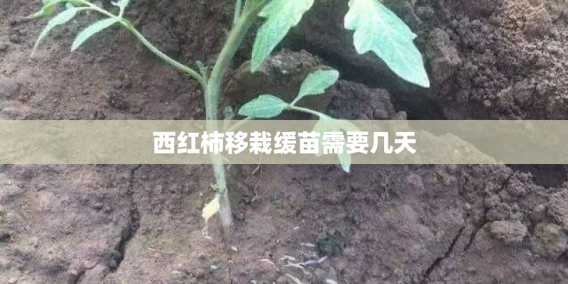 西红柿移栽缓苗需要几天