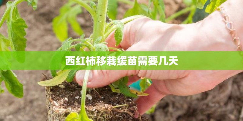 西红柿移栽缓苗需要几天 西红柿移栽缓苗需要几天