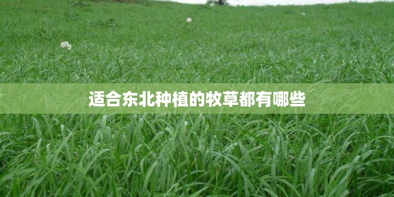 适合东北种植的牧草都有哪些