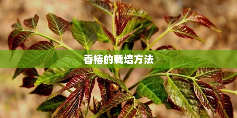 香椿的栽培方法