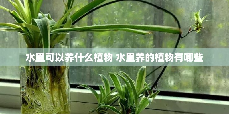 水里可以养什么植物 水里养的植物有哪些