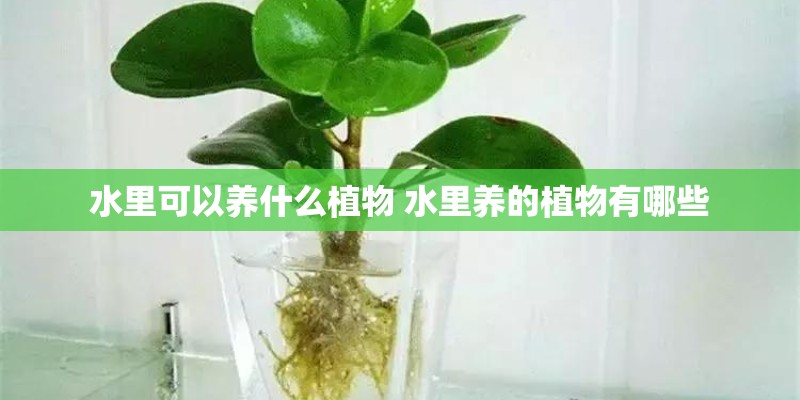 水里可以养什么植物 水里养的植物有哪些