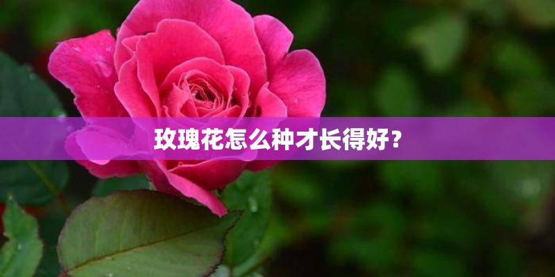 玫瑰花怎么种才长得好? 玫瑰花怎么种才长得好?