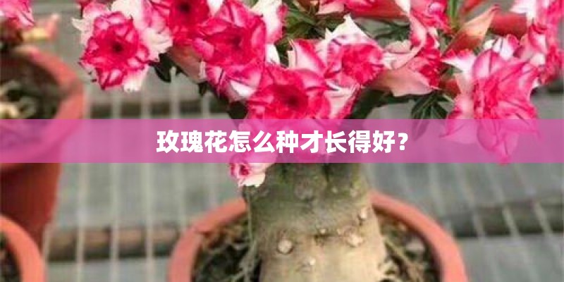 玫瑰花怎么种才长得好? 玫瑰花怎么种才长得好?