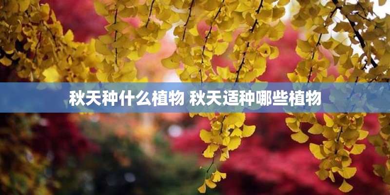 秋天种什么植物 秋天适种哪些植物