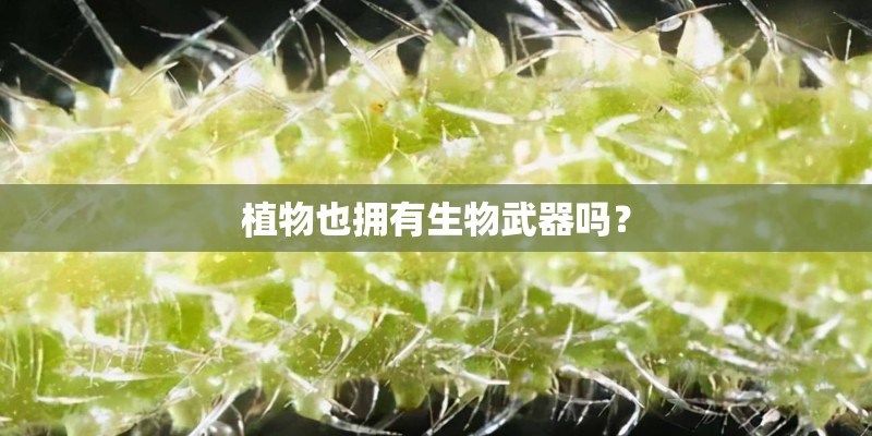 植物也拥有生物武器吗？