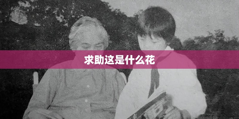 求助这是什么花