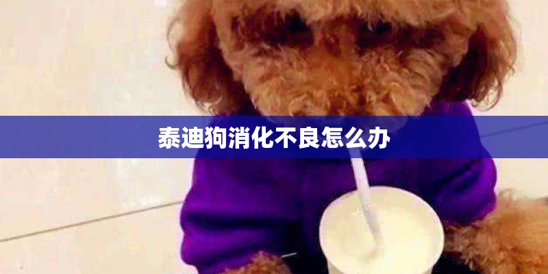 泰迪狗消化不良怎么办