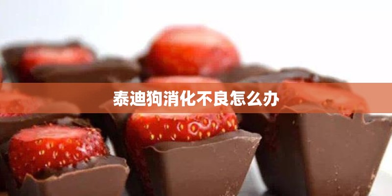 泰迪狗消化不良怎么办 泰迪狗消化不良怎么办
