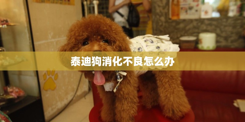 泰迪狗消化不良怎么办 泰迪狗消化不良怎么办