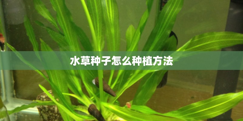 水草种子怎么种植方法 水草种子怎么种植方法