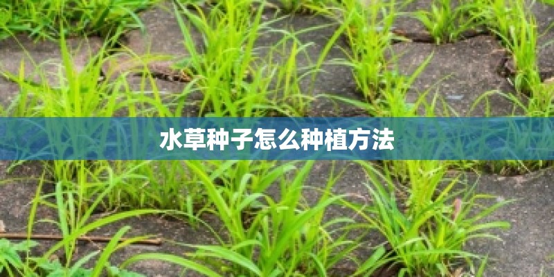 水草种子怎么种植方法 水草种子怎么种植方法