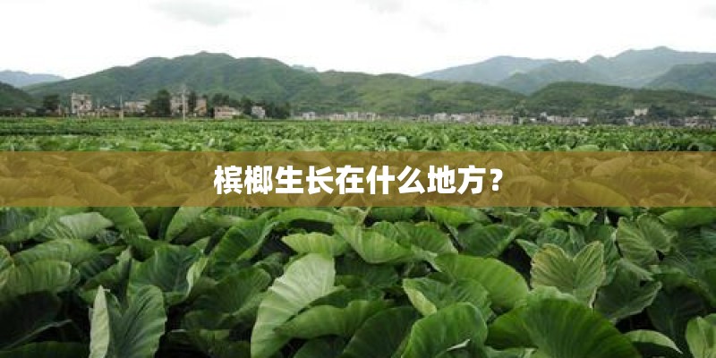 槟榔生长在什么地方？