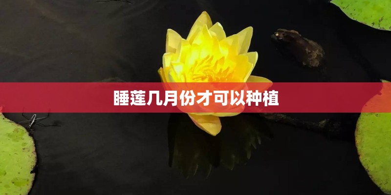 睡莲几月份才可以种植