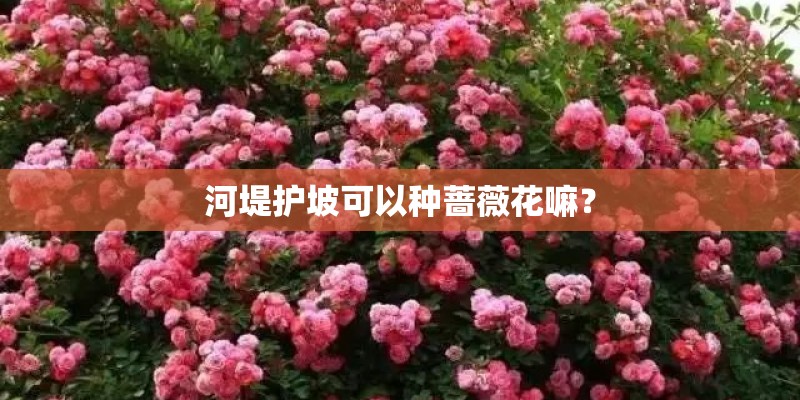 河堤护坡可以种蔷薇花嘛？