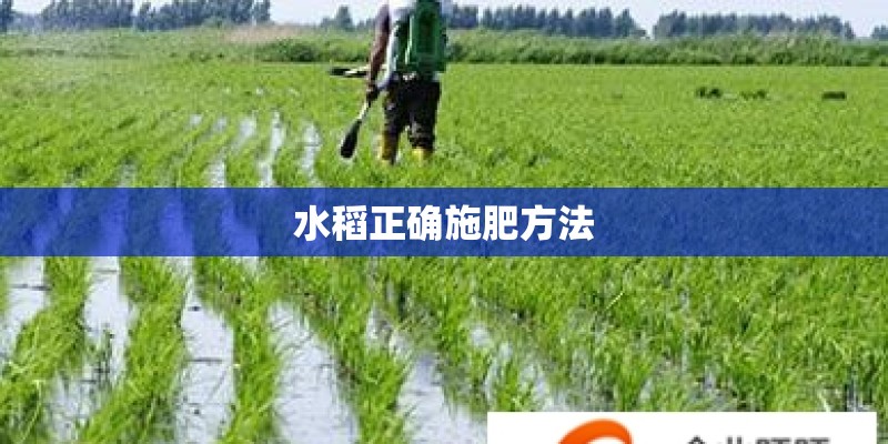 水稻正确施肥方法