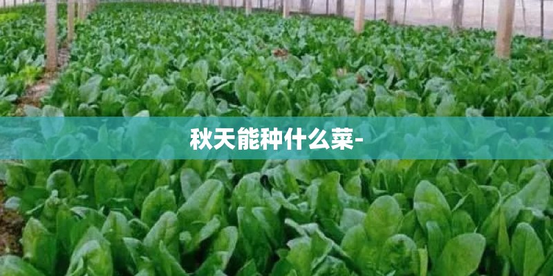 秋天能种什么菜-