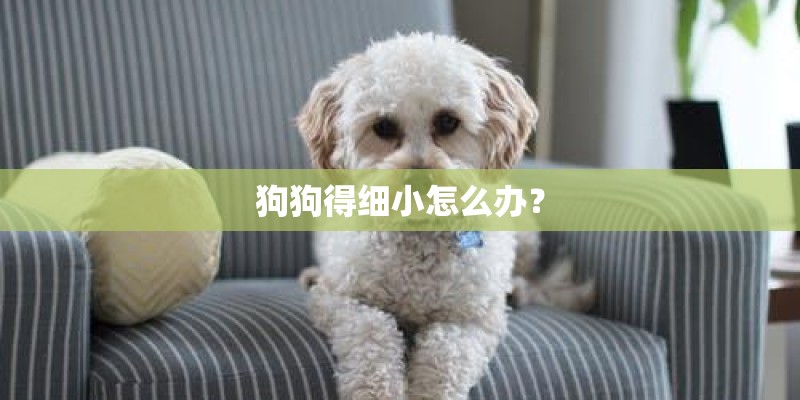 狗狗得细小怎么办？