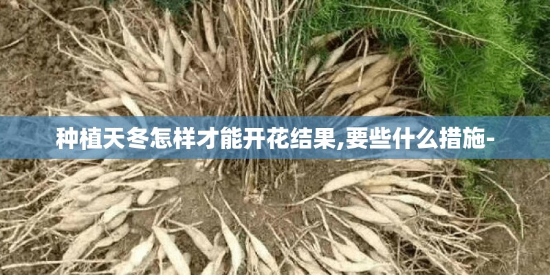 种植天冬怎样才能开花结果,要些什么措施-