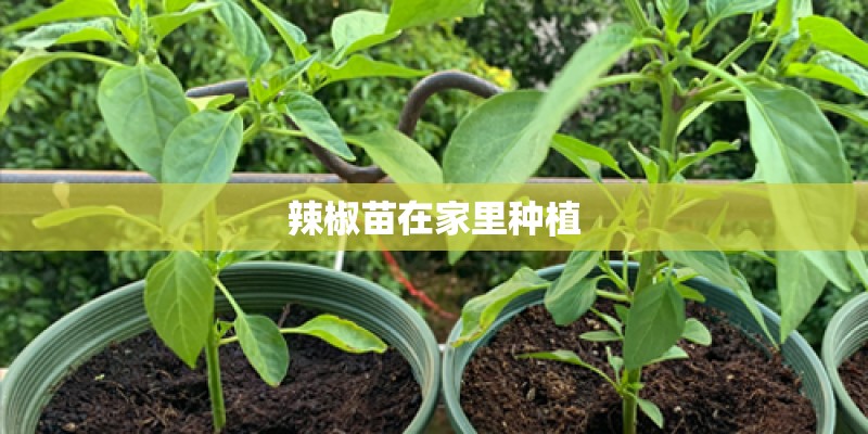 梦见种植的预兆