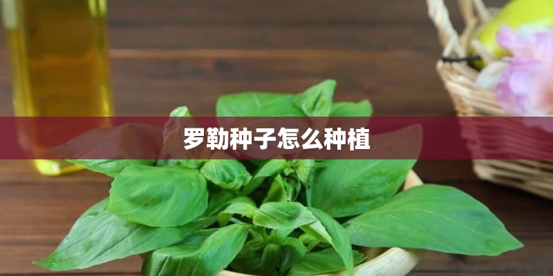罗勒种子怎么种植