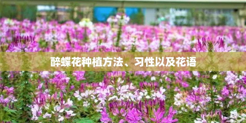 醉蝶花种植方法、习性以及花语 醉蝶花种植方法、习性以及花语