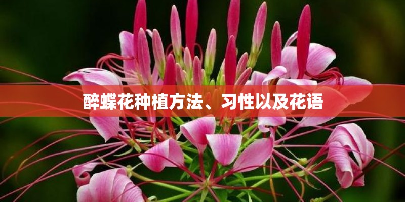 醉蝶花种植方法、习性以及花语 醉蝶花种植方法、习性以及花语