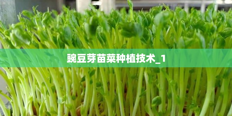 豌豆芽苗菜种植技术_1
