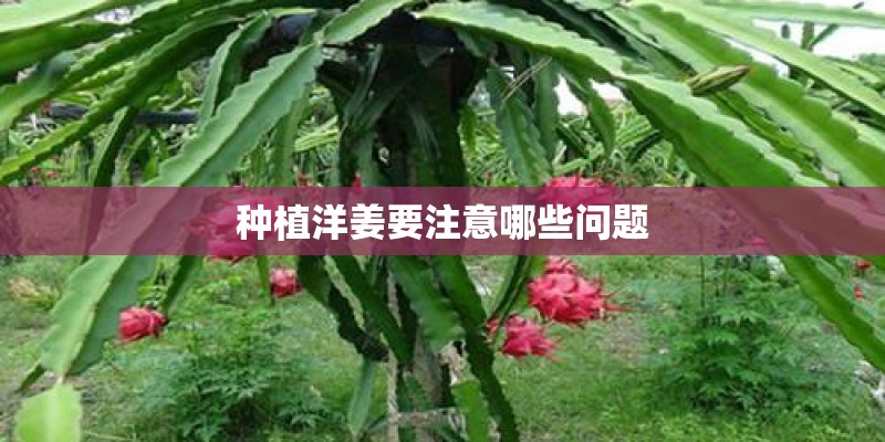 种植洋姜要注意哪些问题
