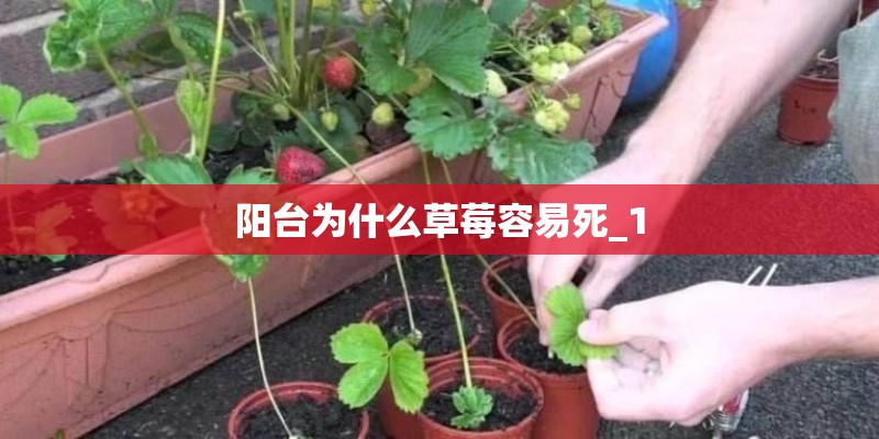 阳台为什么草莓容易死_1