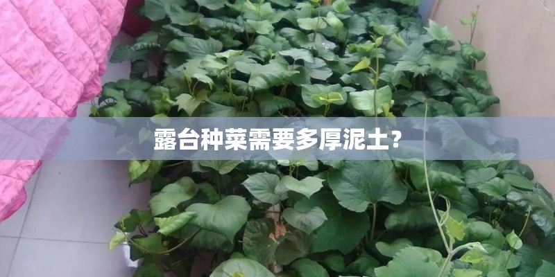 露台种菜需要多厚泥土? 露台种菜需要多厚泥土?