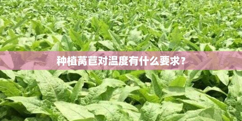 种植莴苣对温度有什么要求？