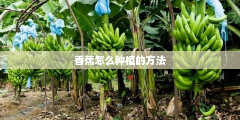香蕉怎么种植的方法