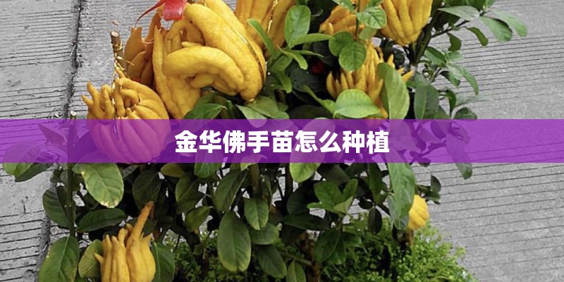 金华佛手苗怎么种植 金华佛手苗怎么种植