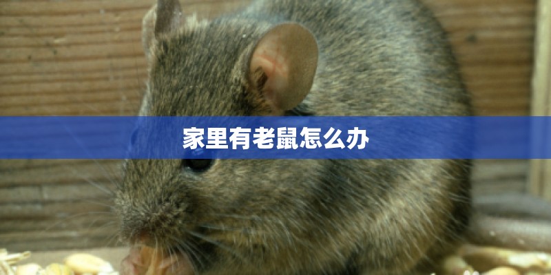 家里有老鼠怎么办